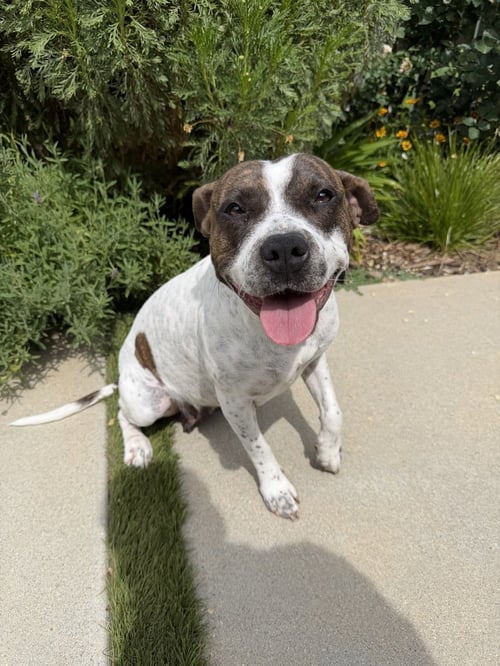ROKI - Pit Bull Terrier / Terrier available for adoption