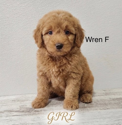 SAMBA - Golden Retriever / Poodle (Miniature) available for adoption