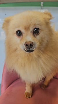 Seraphina - Photo 3