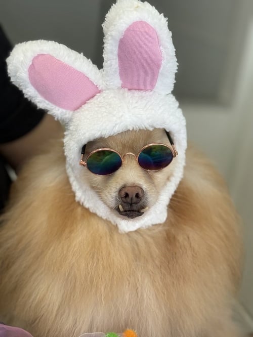 SERAPHINA - Pomeranian available for adoption