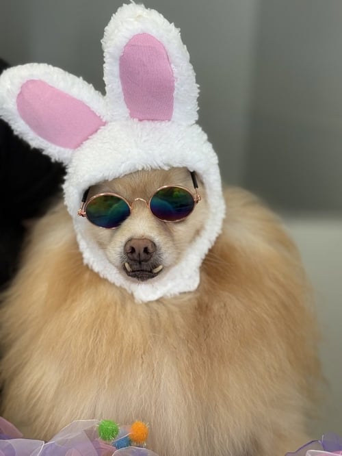 SERAPHINA - Pomeranian available for adoption