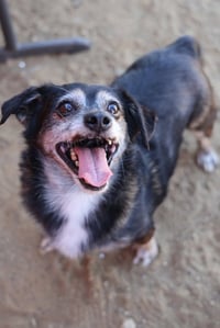 Lil Dude #5299 - Photo 4