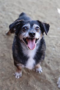 Lil Dude #5299 - Photo 1