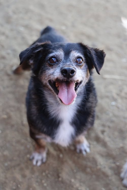 LIL DUDE #5299 - Chihuahua available for adoption