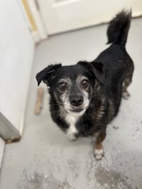 Lil Dude #5299 - Photo 1