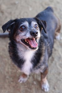 Lil Dude #5299 - Photo 3