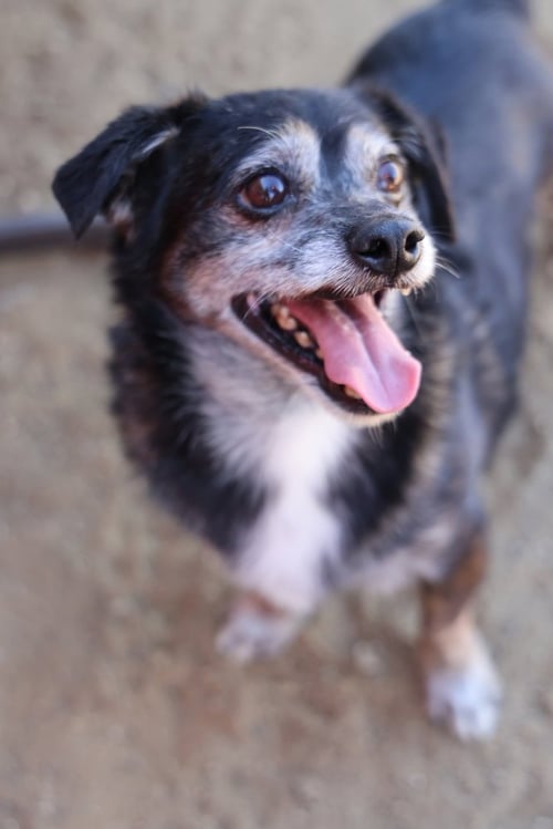 LIL DUDE #5299 - Chihuahua available for adoption