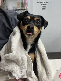 HORCHATA 6411 - Photo 1