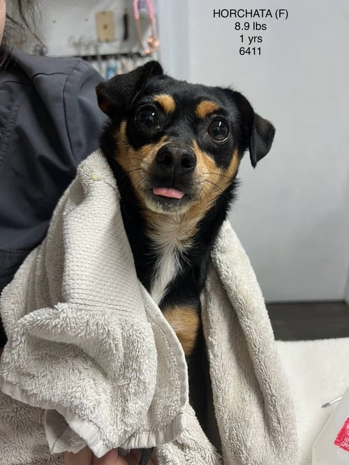 HORCHATA 6411 - Chihuahua available for adoption