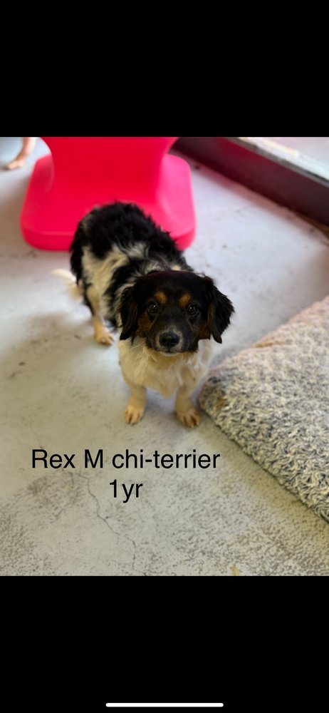 REX 2755 - Terrier available for adoption