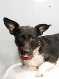 Eliza #0564 - Photo 4
