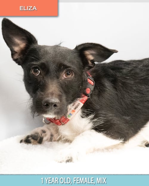 ELIZA #0564 - Terrier / Chihuahua available for adoption