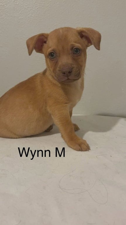 Wynn #5795 Image