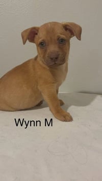 Wynn #5795 - Photo 1