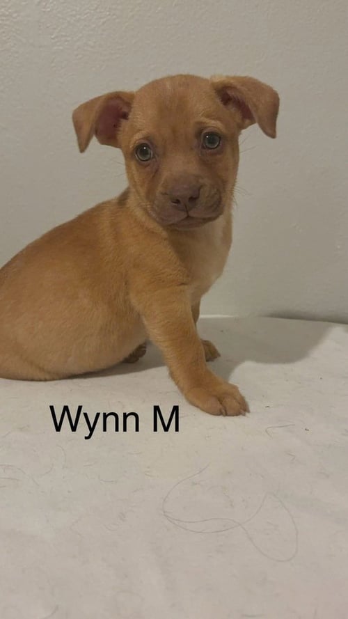 WYNN #5795 - Chihuahua available for adoption