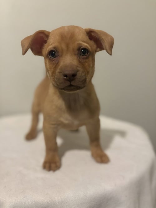 WYNN #5795 - Chihuahua available for adoption