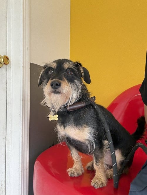 MAKOA #0797 - Terrier available for adoption