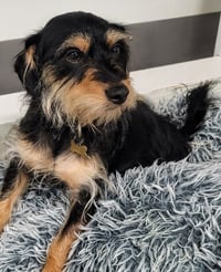 Makoa #0797 - Photo 3