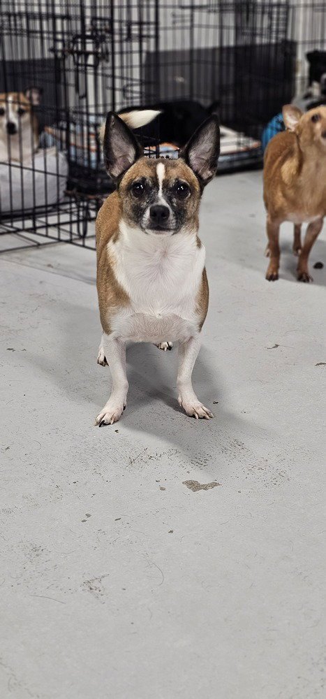 COSMIC CRISP #5055 - Smooth Fox Terrier / Rat Terrier available for adoption