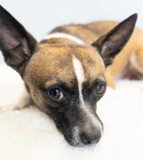 COSMIC CRISP #5055 - Smooth Fox Terrier / Rat Terrier available for adoption