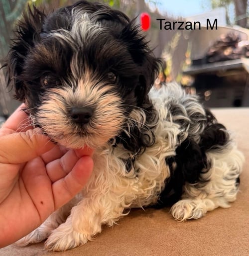 TARZAN #9625