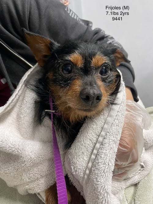 FRIJOLES 9441 - Terrier available for adoption