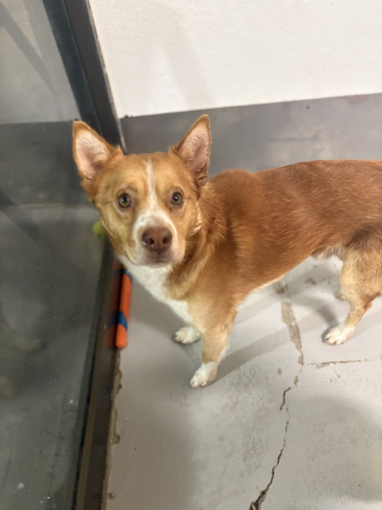 JORDAN #1646 - Corgi / Chihuahua available for adoption