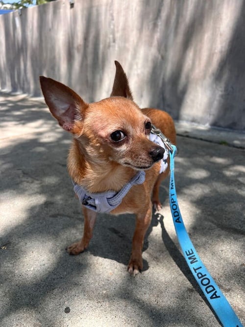 MCINTOSH RED #5058 - Chihuahua / Miniature Pinscher available for adoption