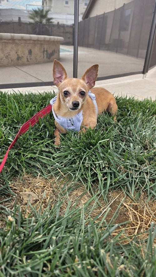 MCINTOSH RED #5058 - Chihuahua / Miniature Pinscher available for adoption
