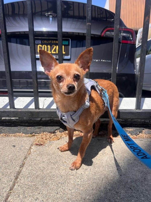 MCINTOSH RED #5058 - Chihuahua / Miniature Pinscher available for adoption