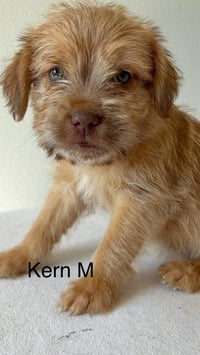 Kern #9768 - Photo 1