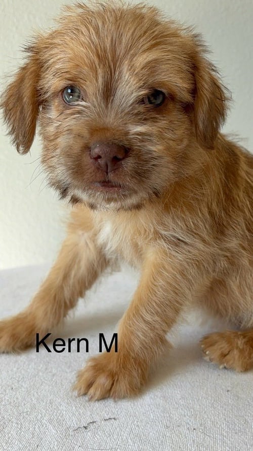 KERN #9768 - Chihuahua / Terrier available for adoption