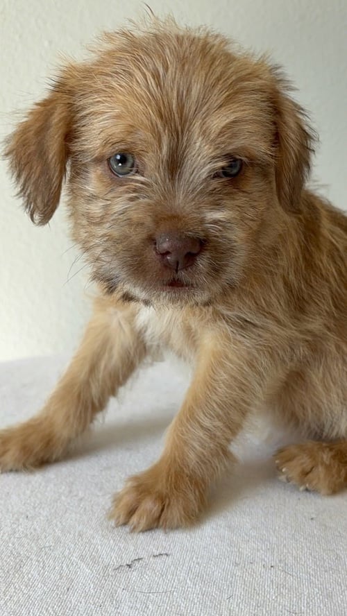 KERN #9768 - Chihuahua / Terrier available for adoption