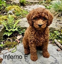 Inferno - Photo 1