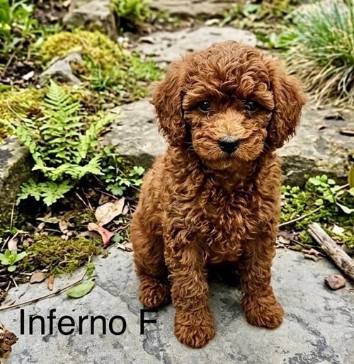 INFERNO - Poodle (Miniature) available for adoption