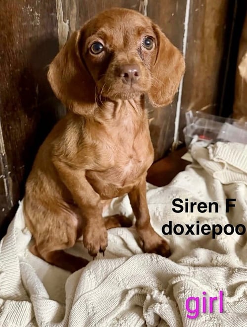 SIREN - Dachshund / Poodle (Miniature) available for adoption