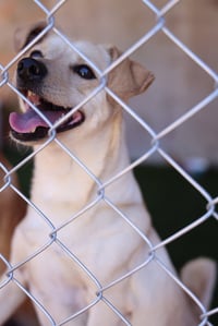 Scottie #0288 - Photo 3