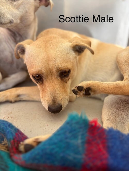 SCOTTIE #0288 - Italian Greyhound / Chihuahua available for adoption