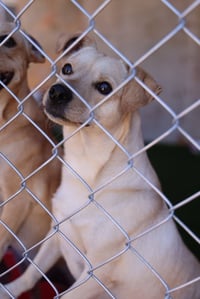 Scottie #0288 - Photo 2