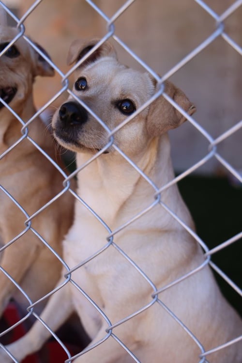 SCOTTIE #0288 - Italian Greyhound / Chihuahua available for adoption
