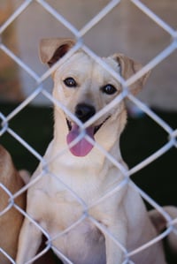 Scottie #0288 - Photo 1