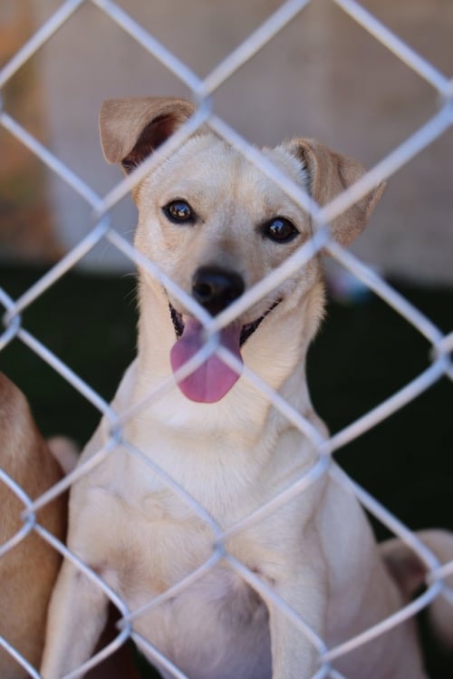 SCOTTIE #0288 - Italian Greyhound / Chihuahua available for adoption