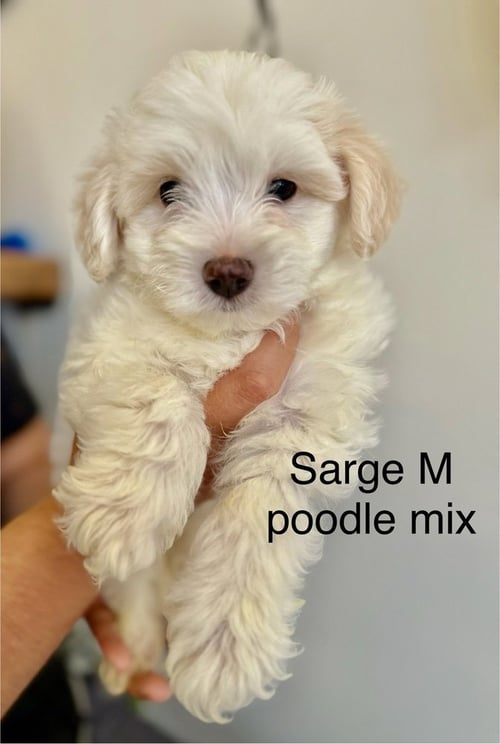 SARGE #2699 - Poodle (Miniature) available for adoption