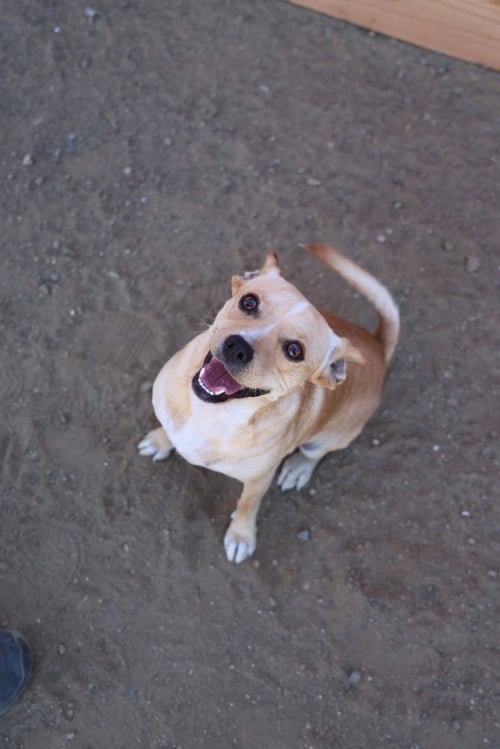 PACO #0444 - Chihuahua available for adoption