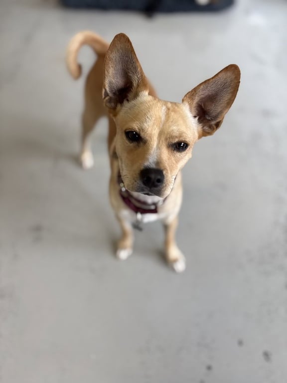 Paco #0444 Image