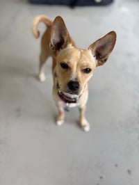 Paco #0444 - Photo 1