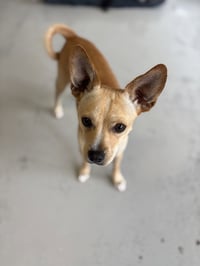 Paco #0444 - Photo 3