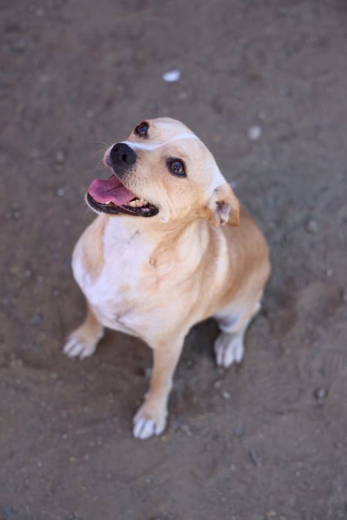 PACO #0444 - Chihuahua available for adoption