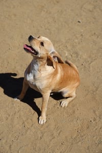 Paco #0444 - Photo 3
