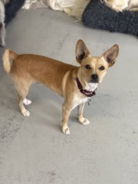 Paco #0444 - Photo 2